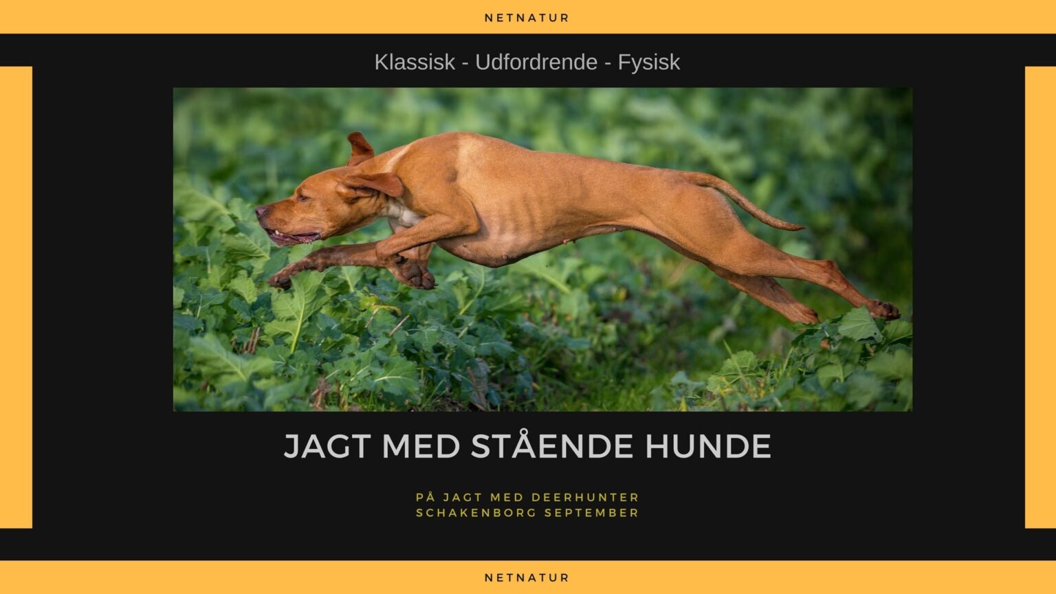 Hønsejagt par excellence