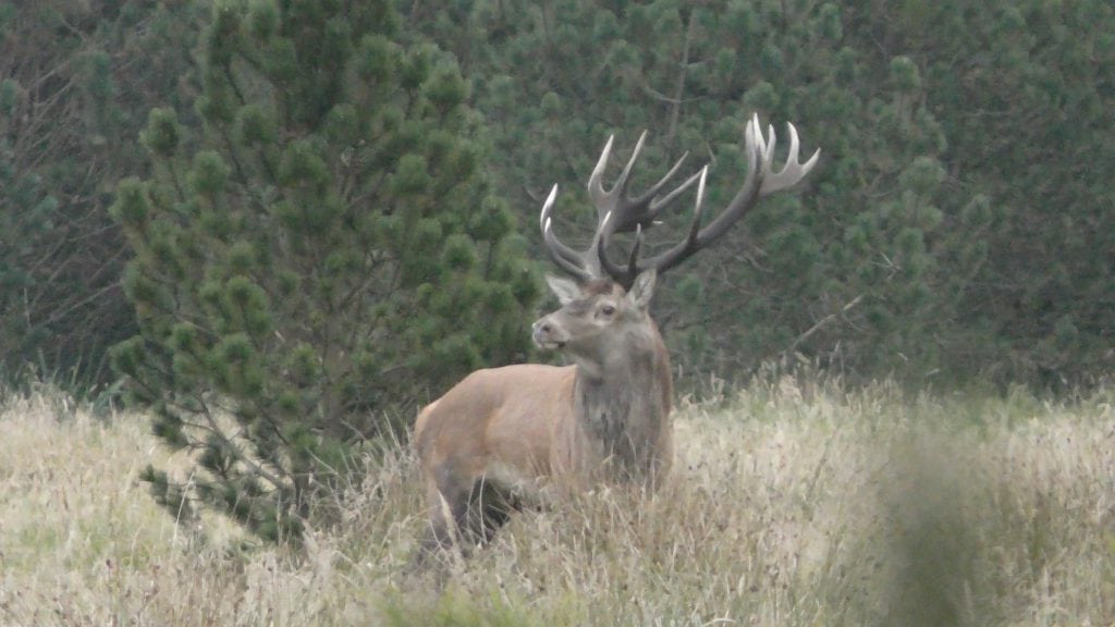 DNH’s hjorteplan – det faglige grundlag (d) DNH's hjorteplan - det faglige grundlag (d)