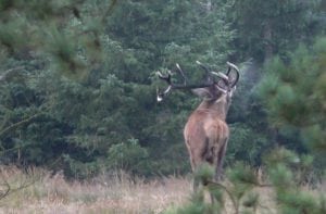 Bennetsen om Bennetsen-modellen