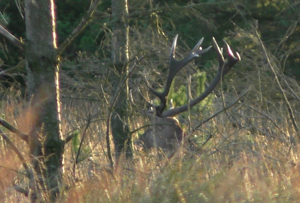 DNH's hjorteplan - det faglige grundlag (a)