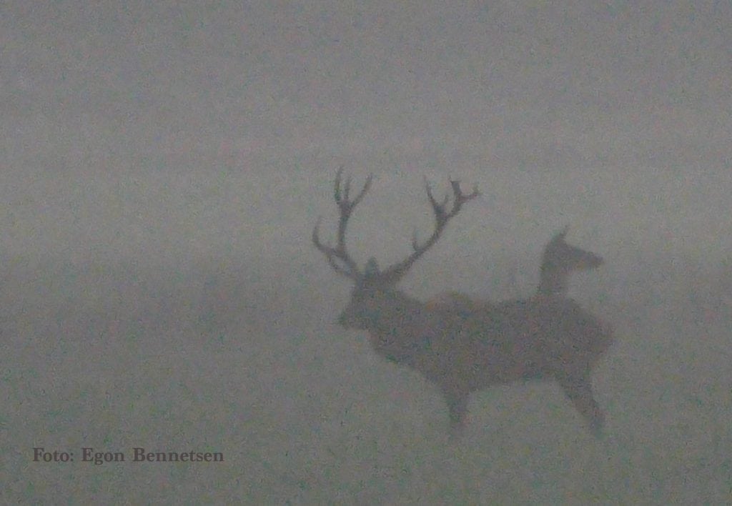 DNH´s hjorteplan – det faglige grundlag (b) DNH`s hjorteplan - det faglige grundlag (b)