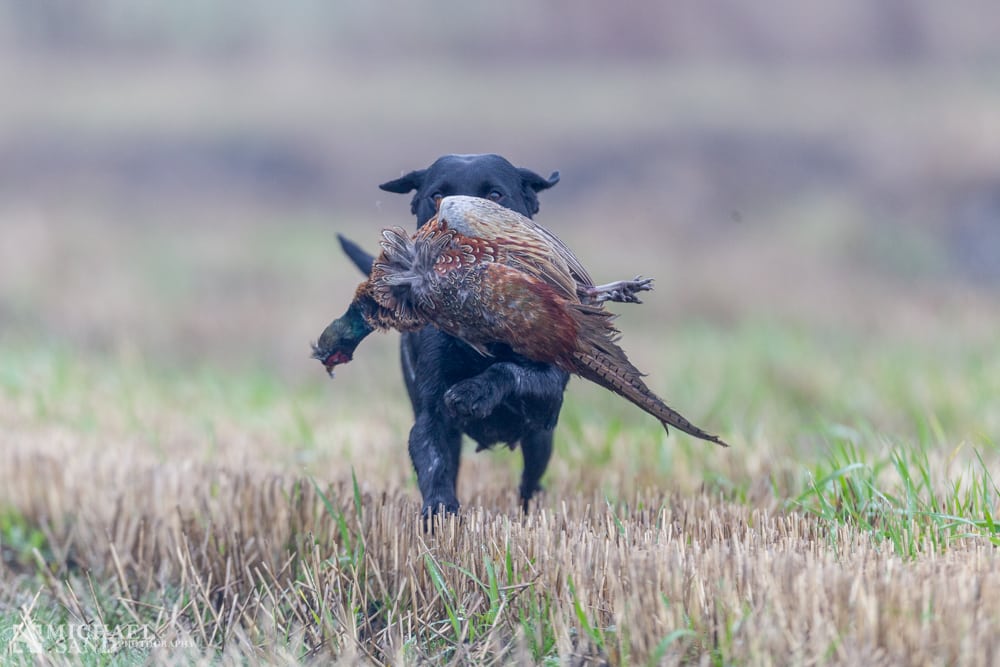 Realdania bevilger 3.1 mio. til besøgscenter på Kalø