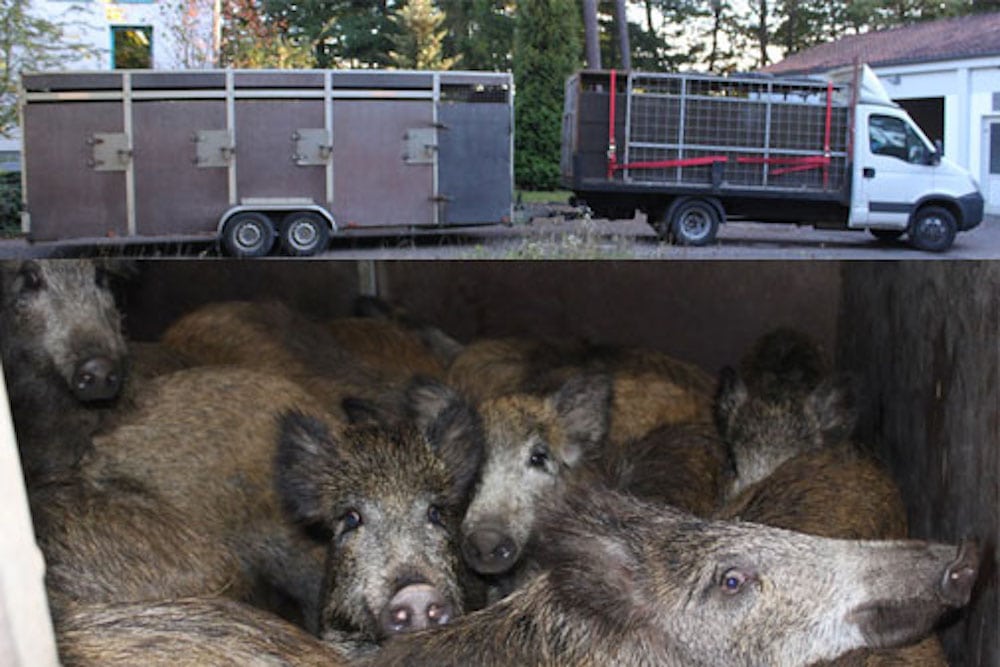 Vildsvinetransport stoppet