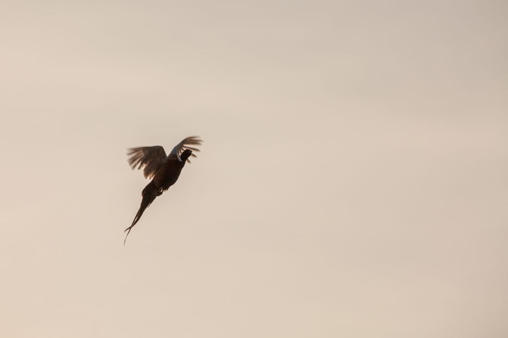 Brasholt i Hjørring fejrer 40 år i branchen