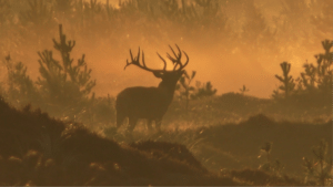 Egon Bennetsen: Artikel oversigt