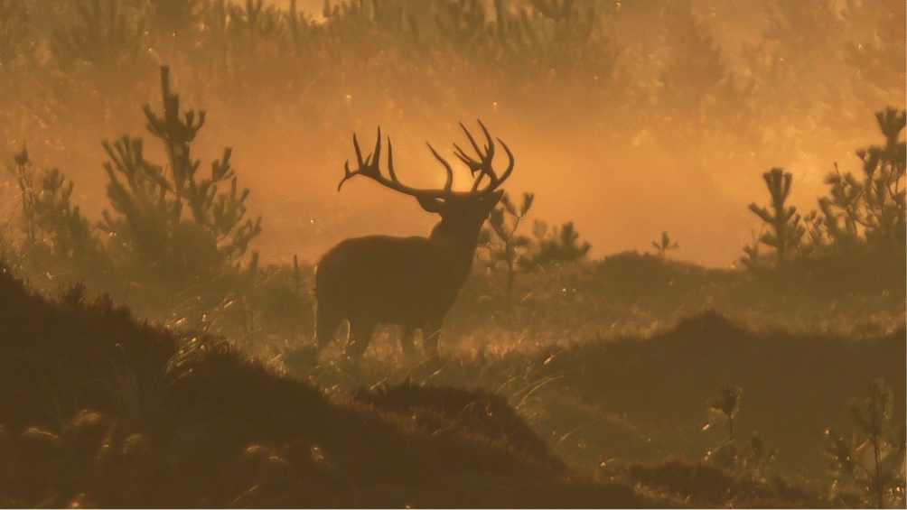 22 pladshjorte på 30 dage Egon Bennetsen: Artikel oversigt