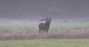 30 dages brunst på 30 minutters video