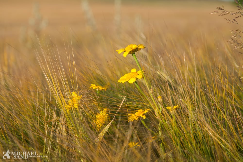 Hobbit-landskab ved Aabenraa er fredet