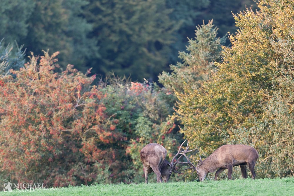 Kronvildt på Danmarks første online vildtauktion