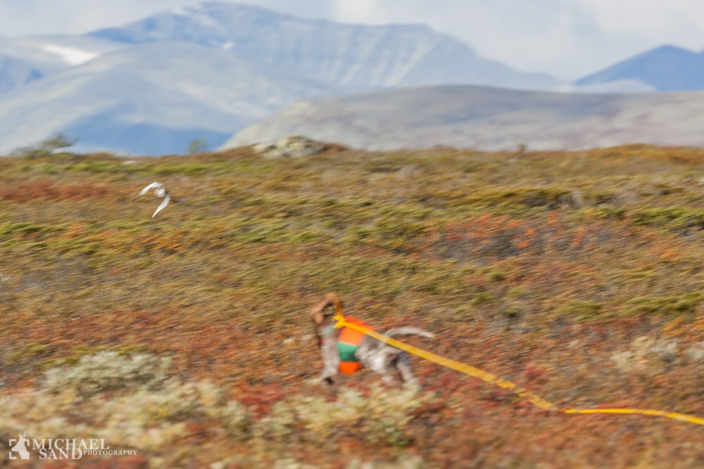 Svenske jægere får nu fortrinsret til småvildtjagten