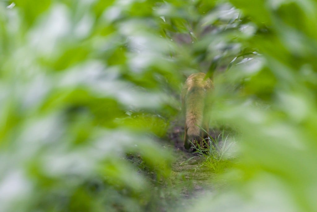 Dværgbændelorm breder sig i Sverige