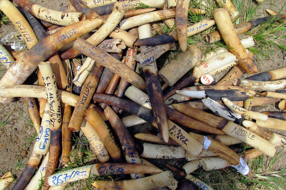 Thailands plan for ulovlig handel med elfenben helt utilstrækkelig hi 296237