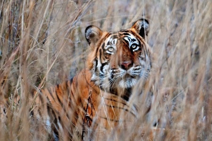 Indiens tigerbestand stiger eksplosivt 14956872 s