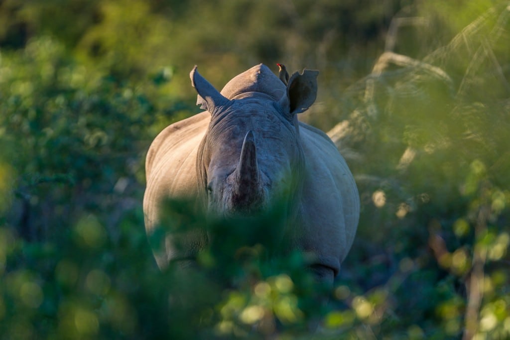 Namibia fortsætter afhorning af næsehorn 30043 57