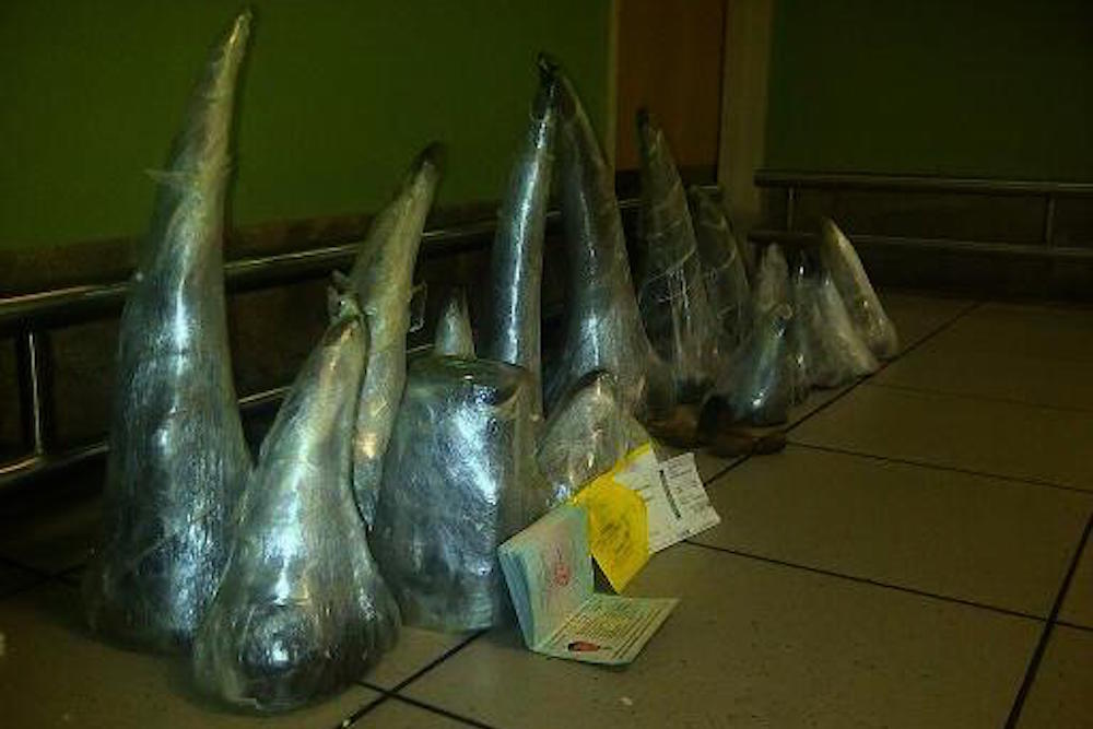 Sydafrika: To vietnamesere arresteret med 41 kg næsehorns horn 3917eab76c0a44784c3367fa9f3738f73d9a6aa3-1a59ukr