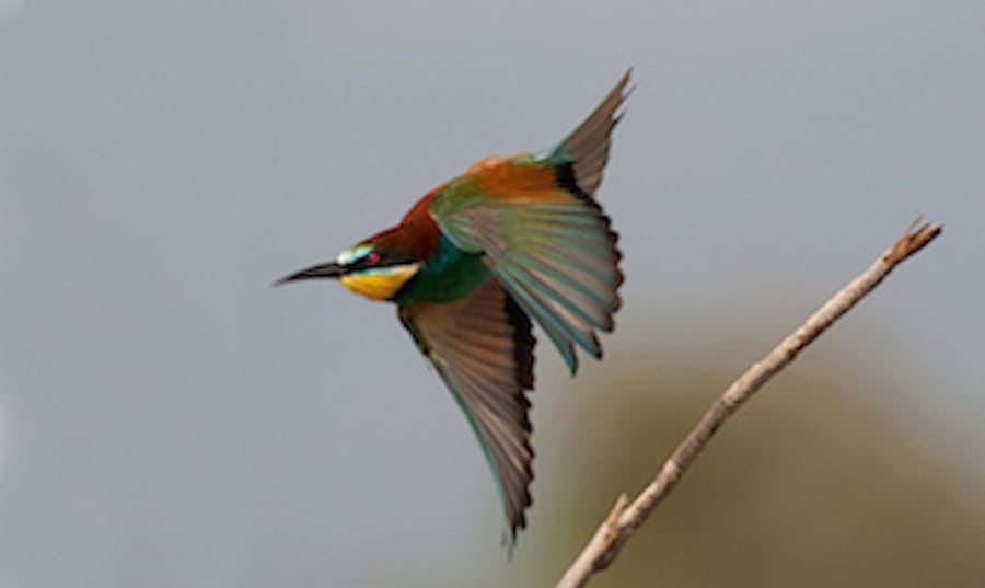 Otte nye ynglefugle i Danmark Biaeder2 kopi