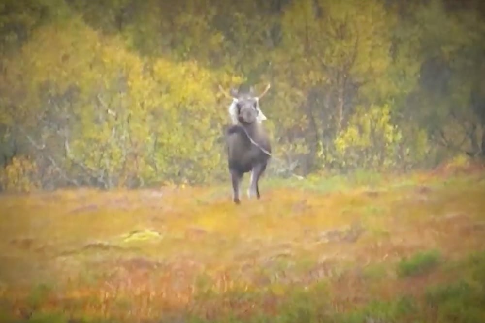 Video Elgjagt i Norge