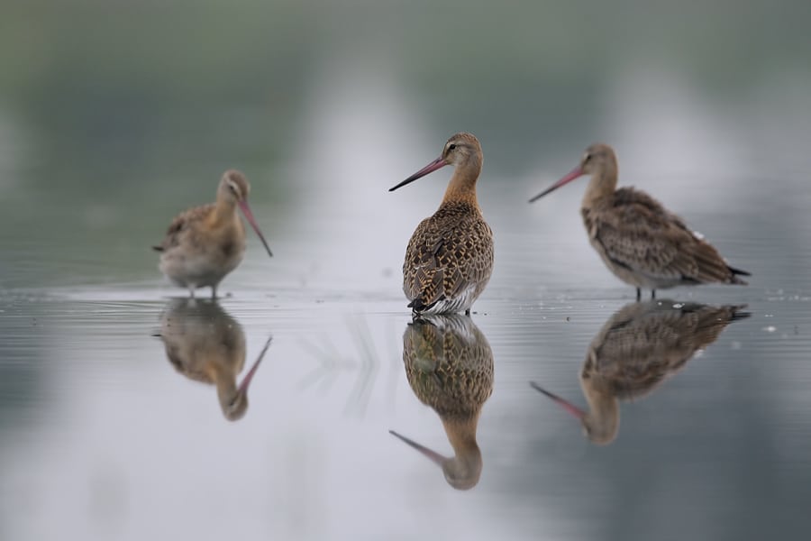 Vadefugle får bedre livsforsikring ved Nissum Fjord Danskerne får bedre adgang til et af Europas vigtigste fuglereservater