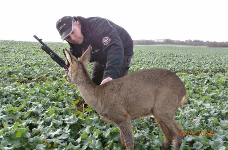 Rådyr stivnet i rapsmark