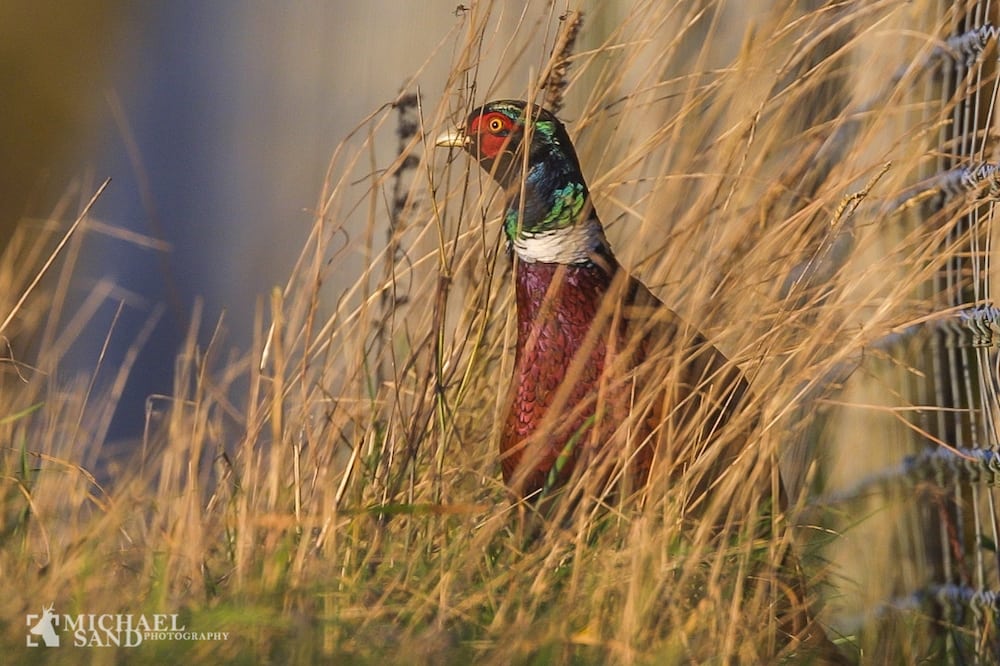 Jægerforbundet blander sig i debat om fasanudsætning