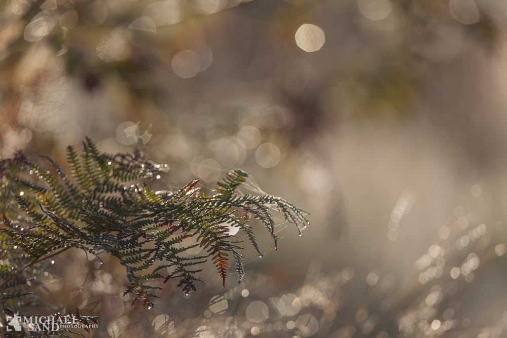 Brosbøl udvider skov ved Skanderborg MG 8594-2