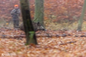 Tyskland: Miljøministeren i Hessen kræver mere vildsvinejagt P2A0919