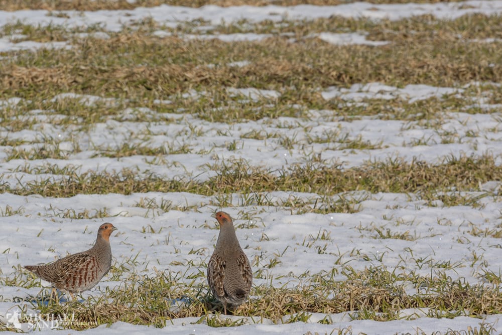 Vildtplantning: Nye regler for randzoner P2A4846