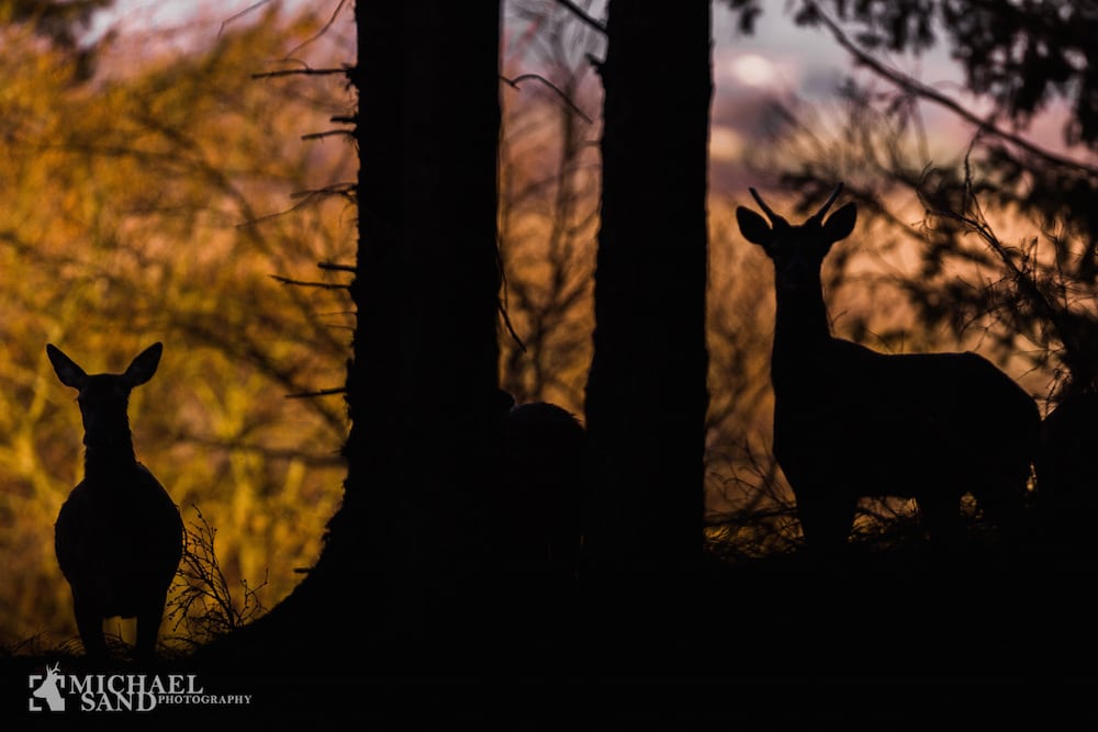 Dagkortsmodel på danske statsarealer P2A8285