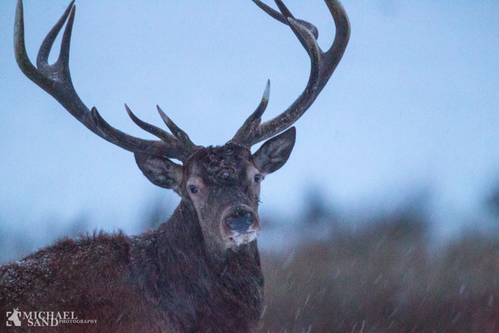Modvind til de danske medaljehjorte P9F7858-2