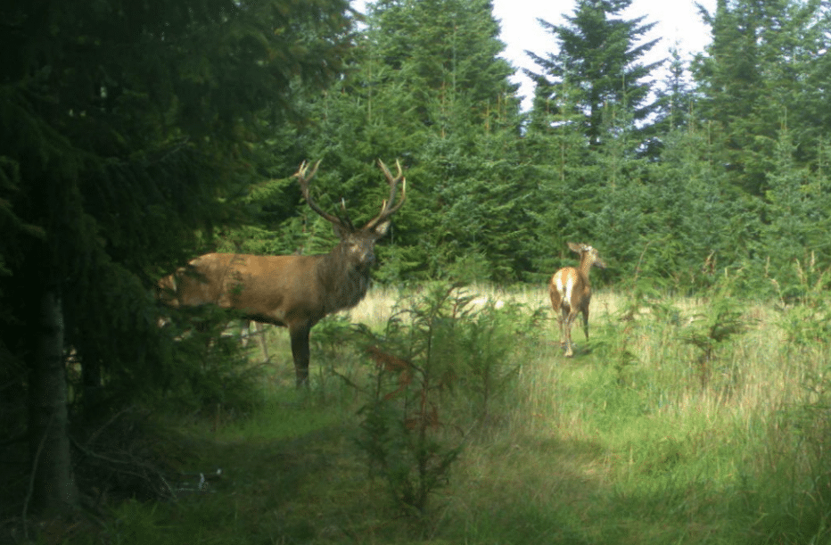 Fagrapport uden faglighed