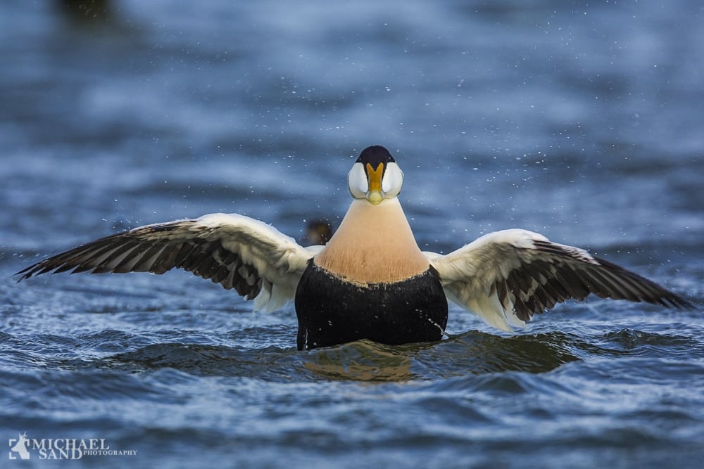 Miljøministeren slår et slag for havet Miljøministeren slår et slag for havet