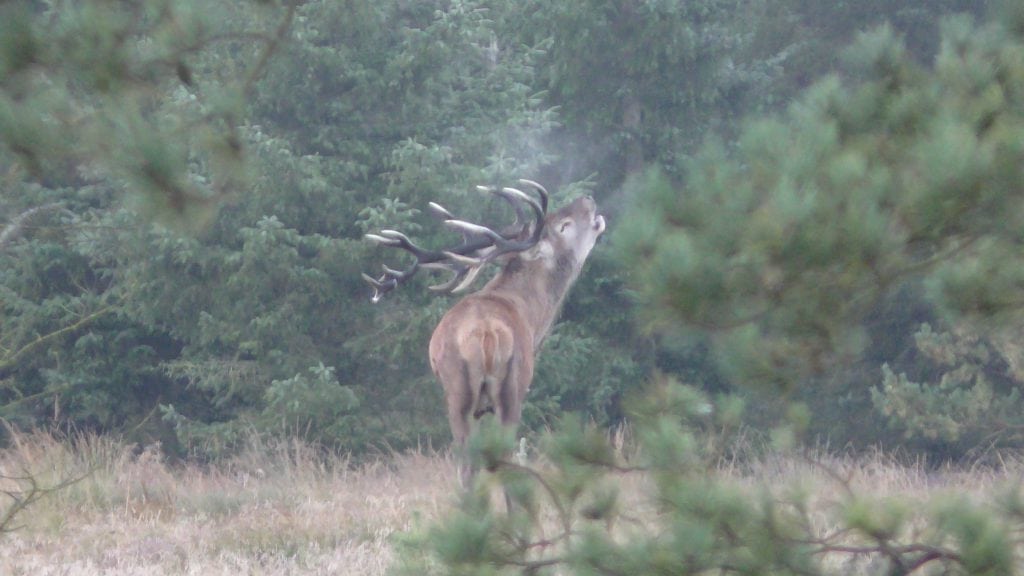 Video om Kæmpen og alle de andre Hjardemål
