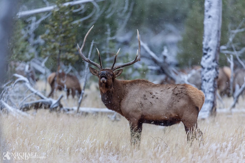 USA: Lovlig men uetisk jagt P2A9517