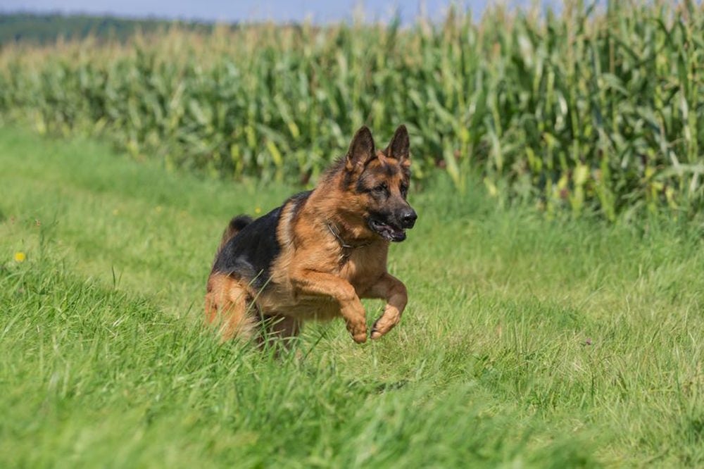 Ulven er ikke alene om at tage husdyr. Hunden jager med 21797461 m