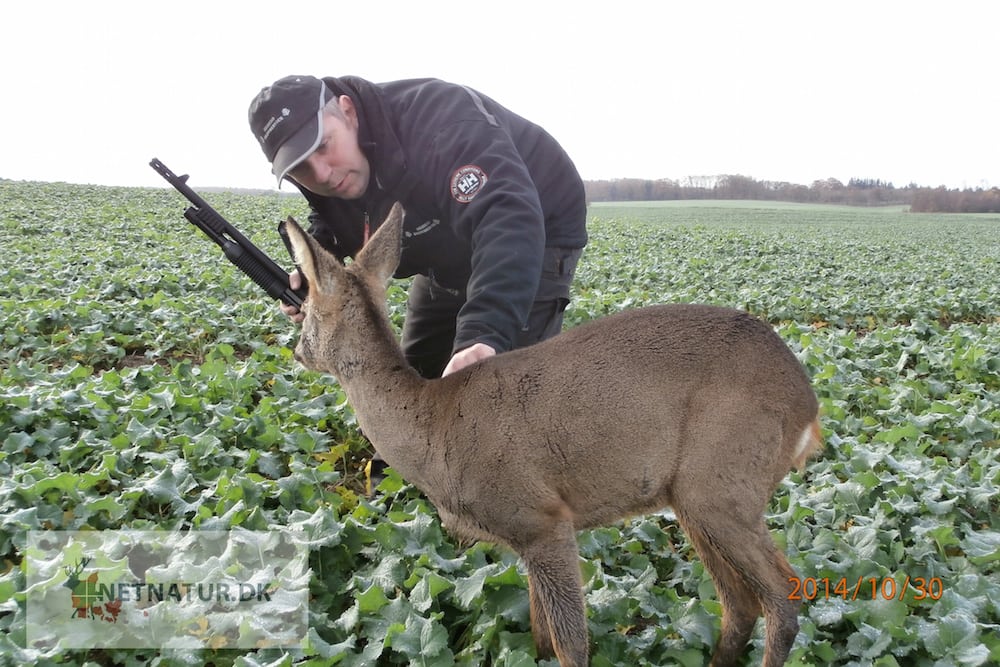 Rådyret, der stivnede i rapsmarken, er nu undersøgt PA300492