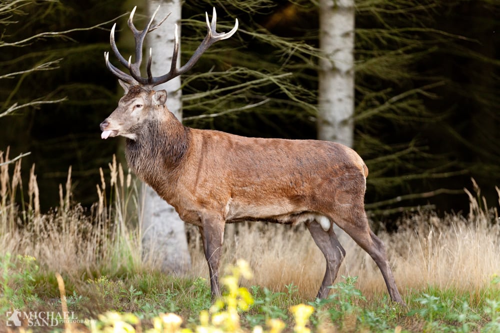 WWF: Mere natur til kronhjorte i Danmark MG 8695