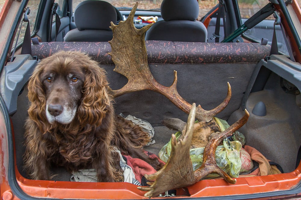 Dansker anklaget for krybskytteri på svenske toptrofæer MG 9592