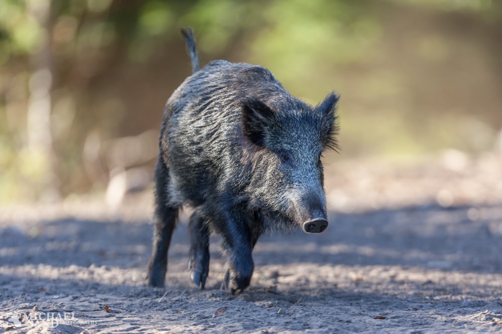 Naturstyrelsen har bortskudt et vildsvin P2A1068 copy