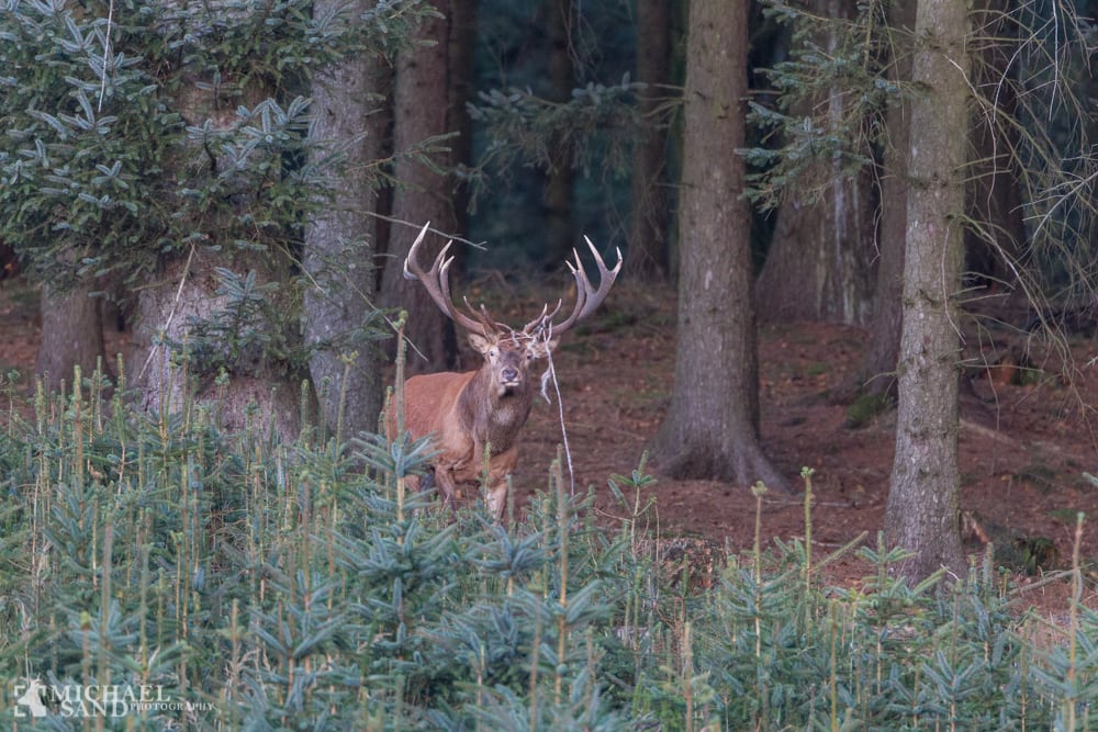 100 mands jagt gav kun “et par håndfulde” krondyr P9F0473-2