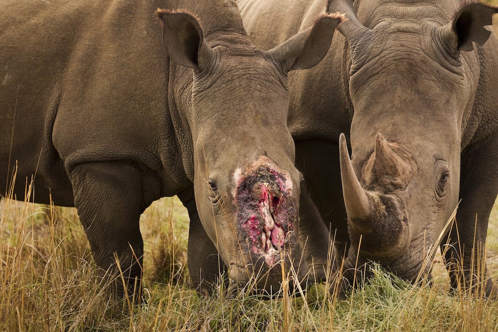 Krybskytteri: Rystende rekord – 100 næsehorn pr. måned hi 298957