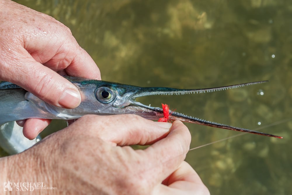 Lystfiskeriet i Danmark skal styrkes 010604 68