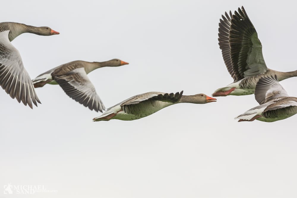 DOF: Strandjægere skræmmer fuglene ud af reservat DOF: Strandjægere skræmmer fuglene ud af reservat