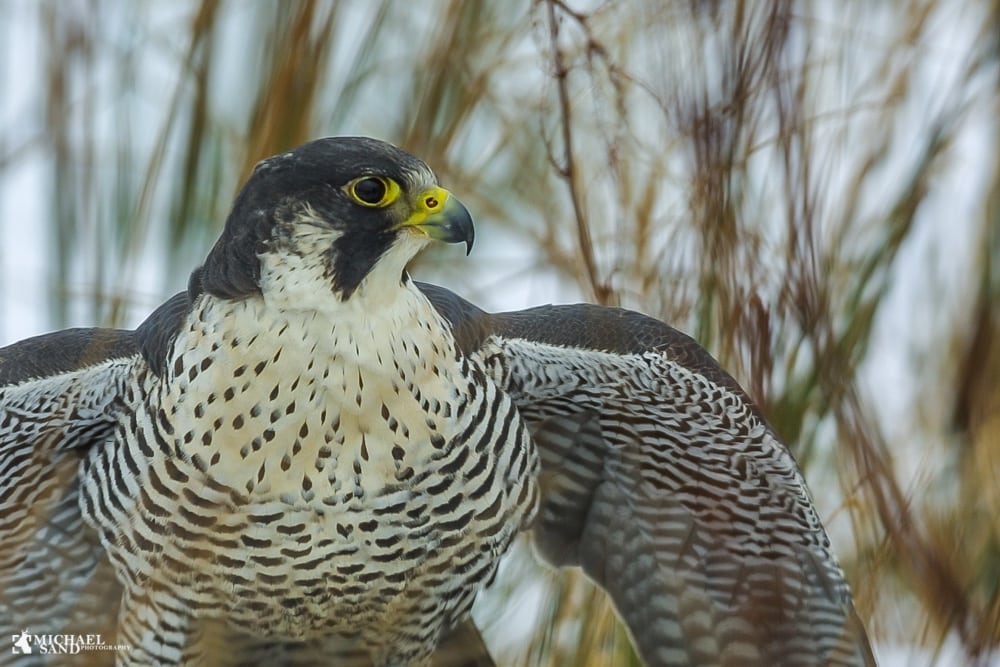 Ny “falk-station” i Aarhus Ny falk-station i Aarhus