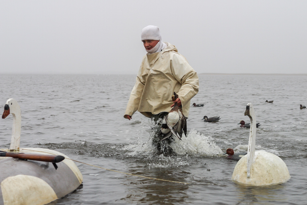 DLS: Strandjægere i Nivå Bugt er kun en naturlig del af naturbilledet DLS: Strandjægere i Nivå Bugt er kun en naturlig del af naturbilledet
