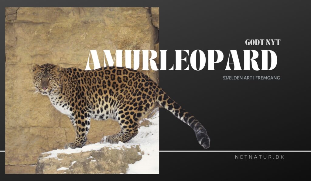 amurleoparden