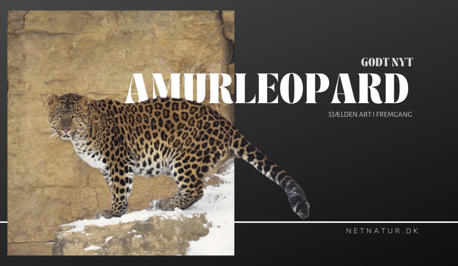 amurleoparden