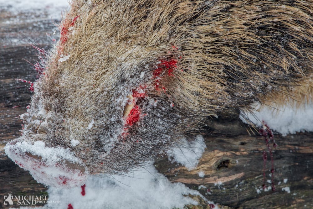 Afrikansk svinepest tager endnu et skridt mod Tyskland