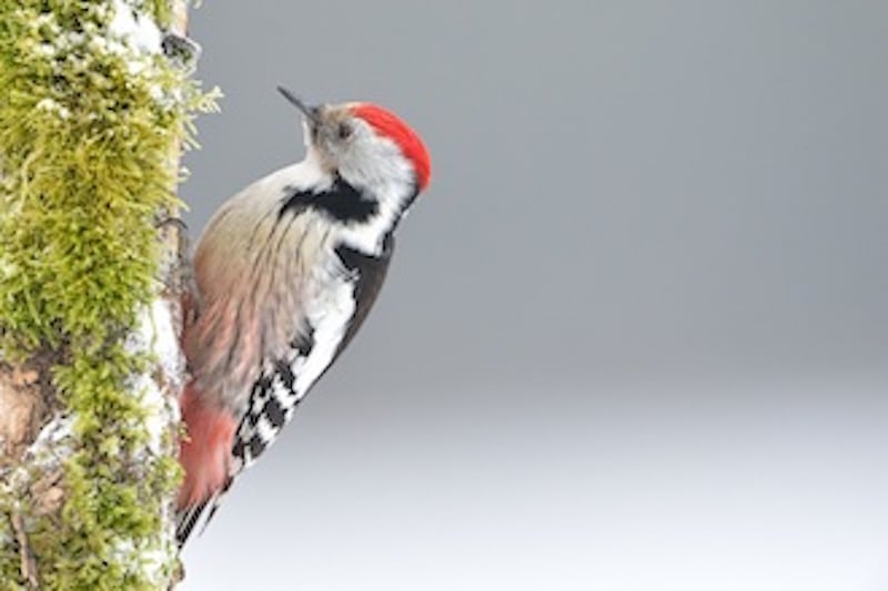 Fugle-elskere skræmmer sjælden fugl Mellem flagspaette kopi