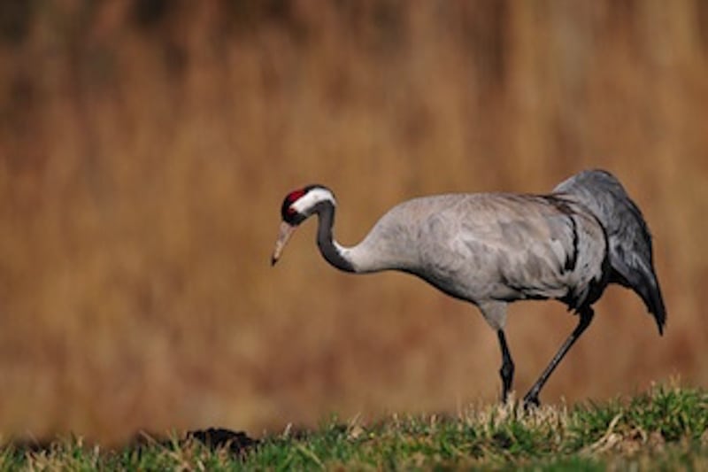 Naturen netop nu: Trækfuglene kommer tidligt i år Naturen netop nu: Trækfuglene kommer tidligt i år