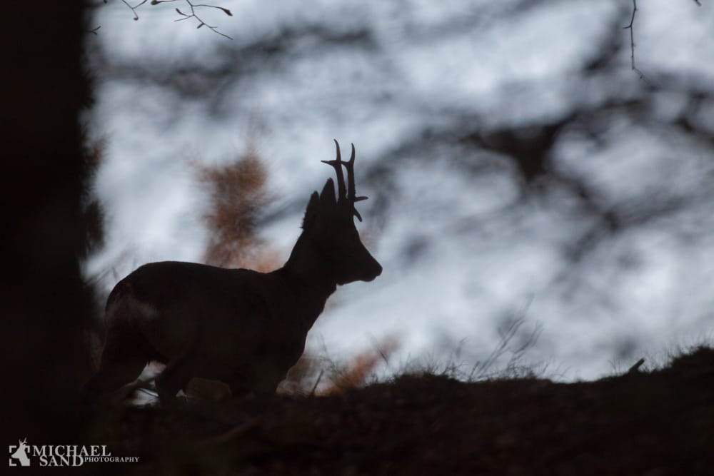 Nordjylland: Mistænkt krybskytte vendte tilbage dagen efter MG 9559-2